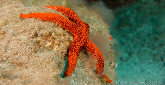 An orange-red starfish sits on an algae-covered rock underwater