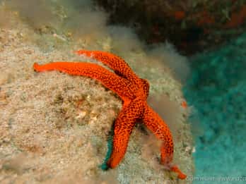 La Palma: Atlantic Snorkeling Tour with Full Gear Rental