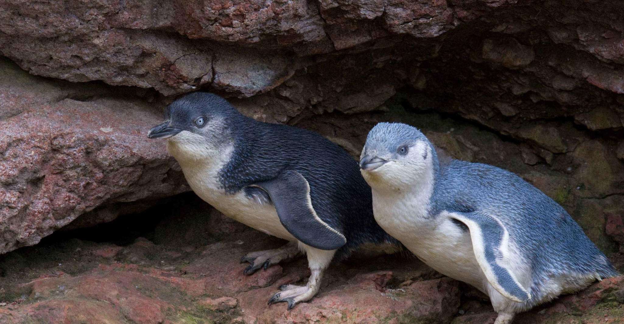 Akaroa, Pohatu Little Penguins 3-Hour Evening Experience - Housity