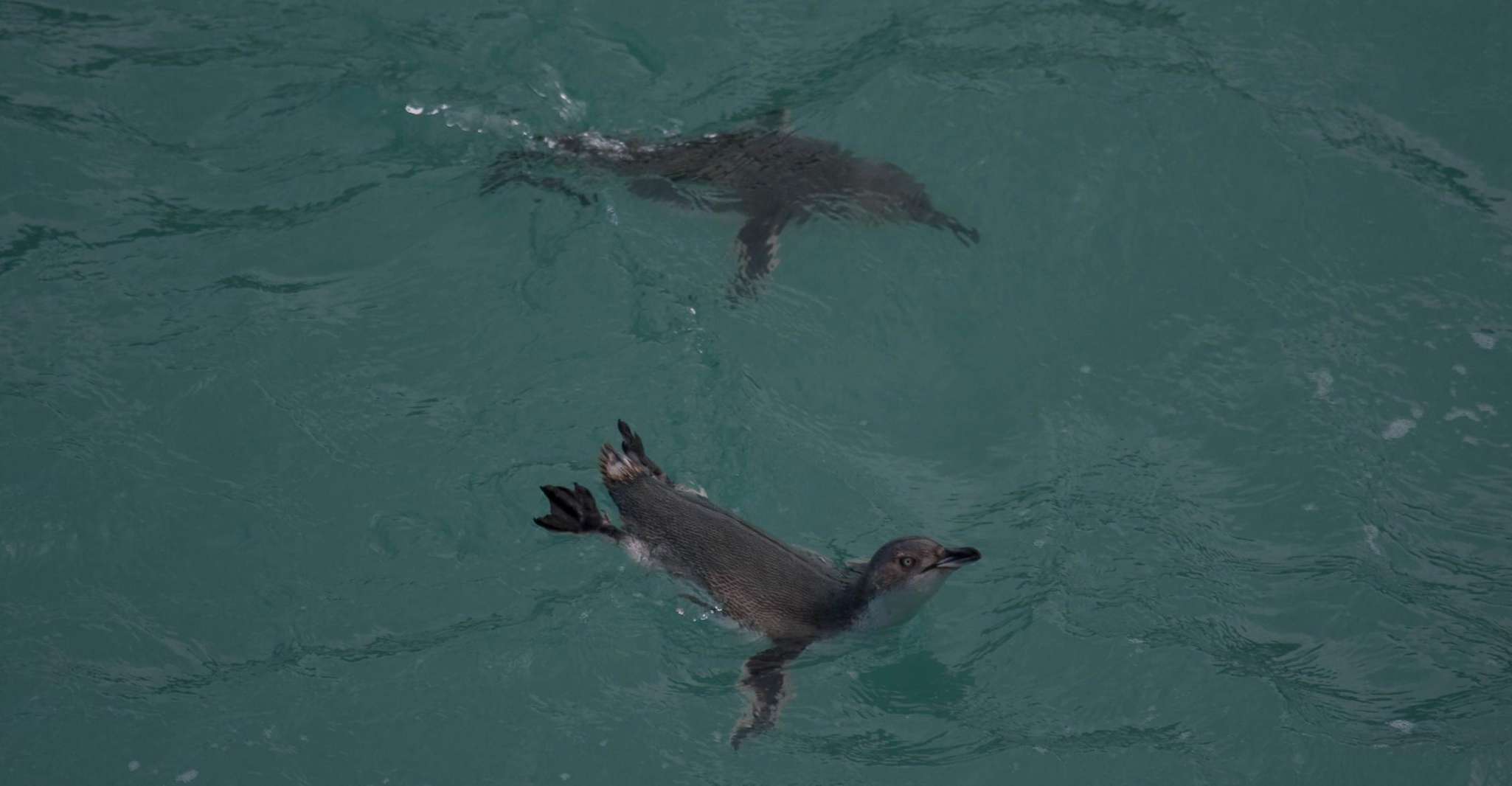 Akaroa, Pohatu Little Penguins 3-Hour Evening Experience - Housity