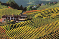 Tour della regione di Langhe di un'intera giornata con esperienza di degustazione di vini - Housity