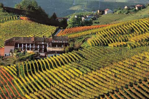 Full-Day Langhe Region Tour with Wine Tasting