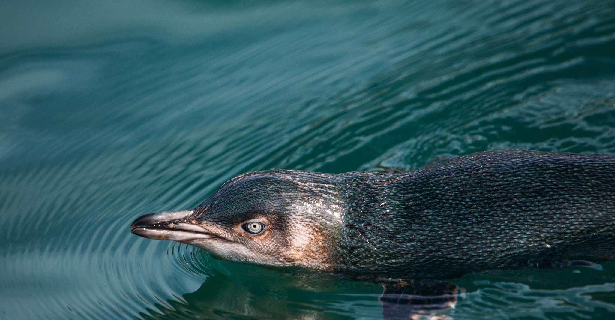 Akaroa, Pohatu Little Penguins 3-Hour Evening Experience - Housity