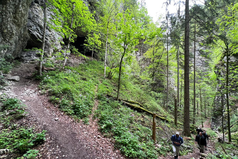 From Bled: Half-Day Pokljuka Gorge Trail Hike (Private)