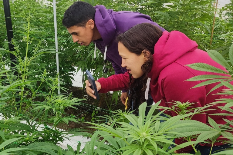 Von Bogota aus: Tour zu einer Marihuana-Biofarm.Von Bogota aus: Tour zu einer Marihuana-Bio-Farm