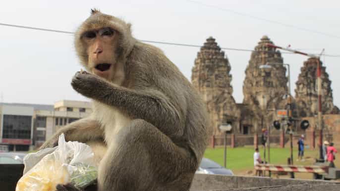 bangkok alquiler de coches privados a lopburi the monkey city