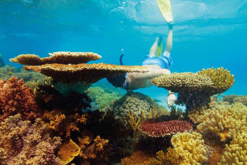 great barrier reef tours from hamilton