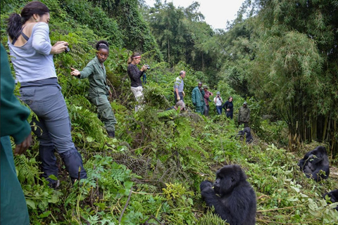 Gorilla vandring dagstur med lunch