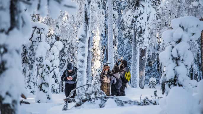 rovaniemi nordic forest wilderness photography expedition