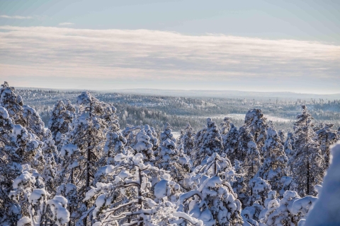 Rovaniemi: Expedición de fotografía del desierto del bosque nórdico