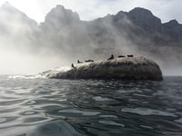 Cape Town, Marine Big 5 Ocean Safari from V&A Waterfront - Housity