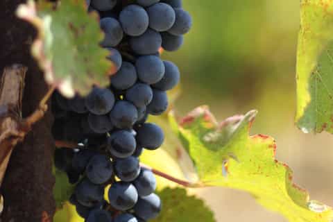 Modena: Food Tour and Tastings