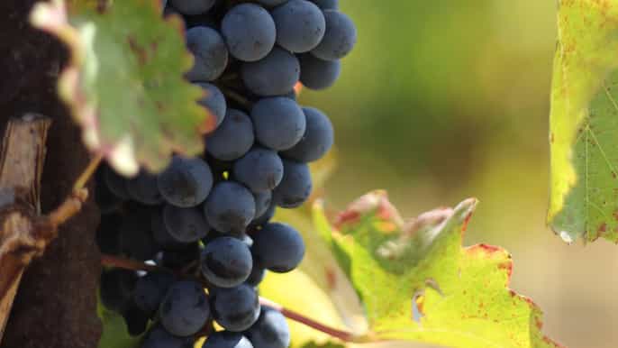 modena food tour and tastings