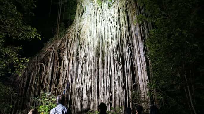 from cairns rainforest nocturnal wildlife tour