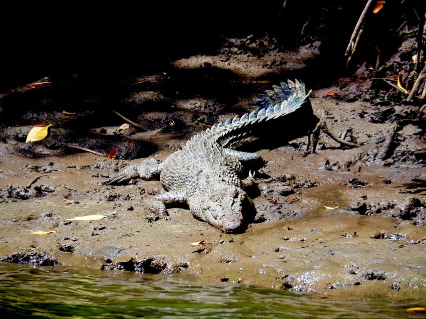 Port Douglas: Daintree Rainforest and Mossman Gorge Tour | GetYourGuide