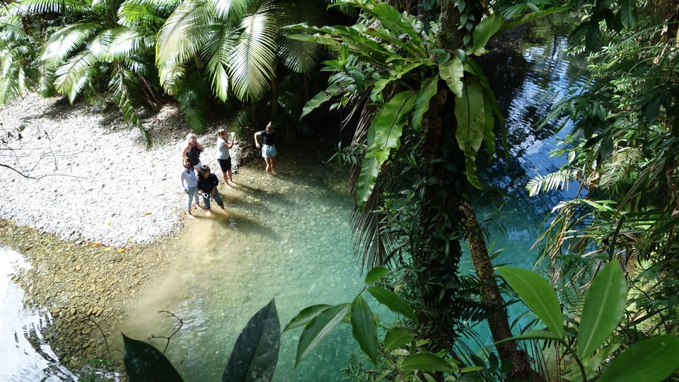 Port Douglas Daintree Rainforest And Mossman Gorge Tour GetYourGuide