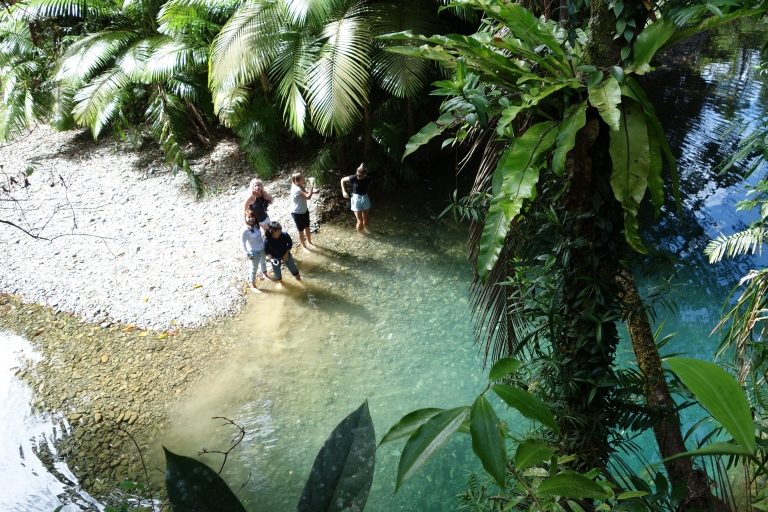 Ab Port Douglas: Daintree Rainforest und Mossman Gorge Tour