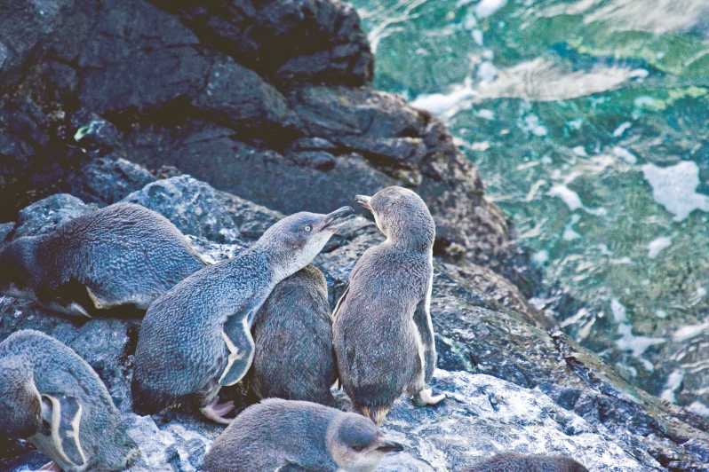 Akaroa : Expérience de 3 heures en soirée avec les petits pingouins de Pohatu