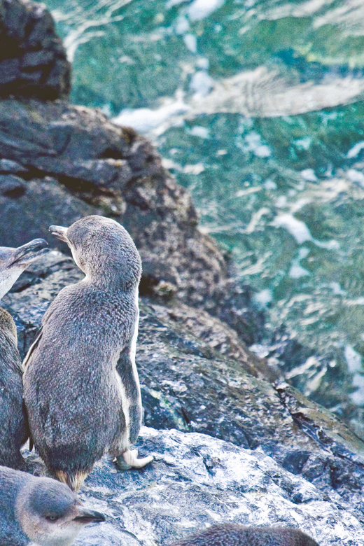 アカロア：ポハトゥ リトル ペンギン 3 時間の夜の体験