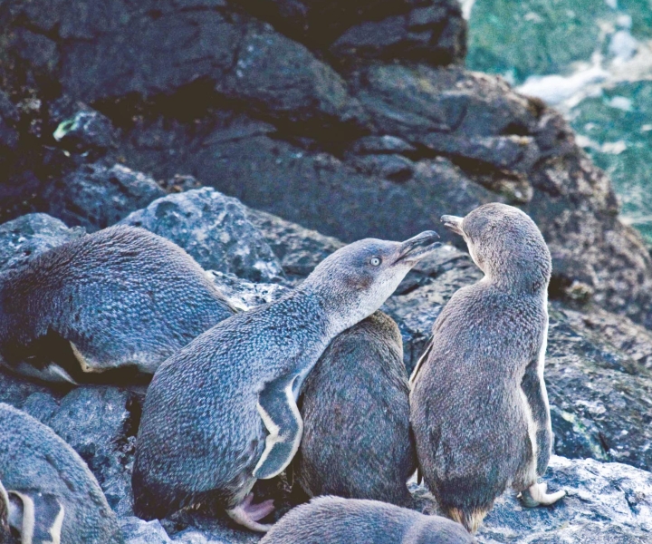 Akaroa: Pohatu Little Penguins 3-Hour Evening Experience