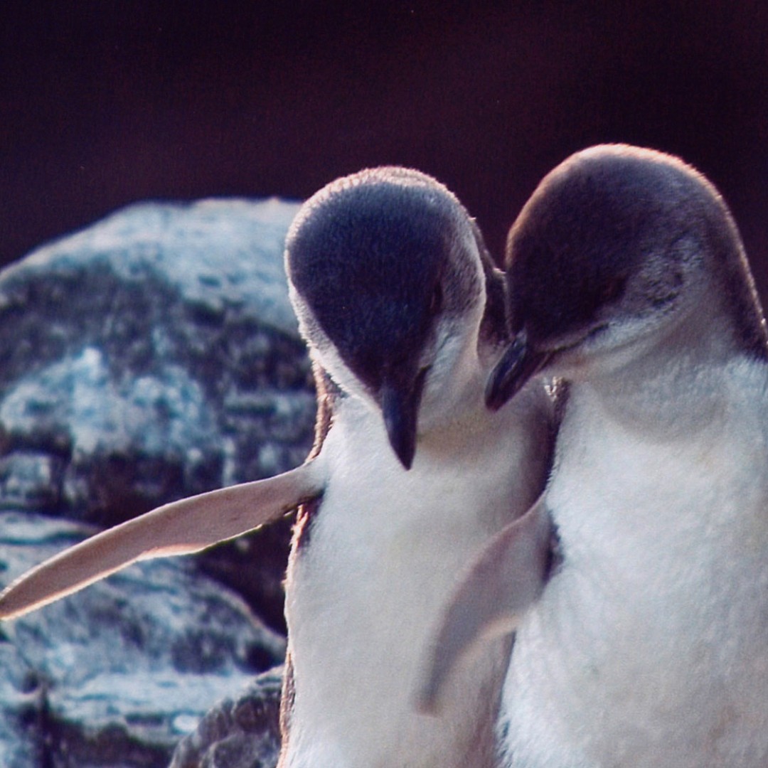 アカロア：ポハトゥ リトル ペンギン 3 時間の夜の体験