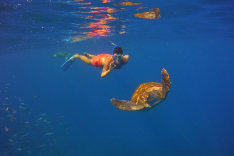 Teneriffa: Schnorcheln mit SchildkrötenTeneriffa: 2-stündige Schildkröten & Rochen Schnorcheltour