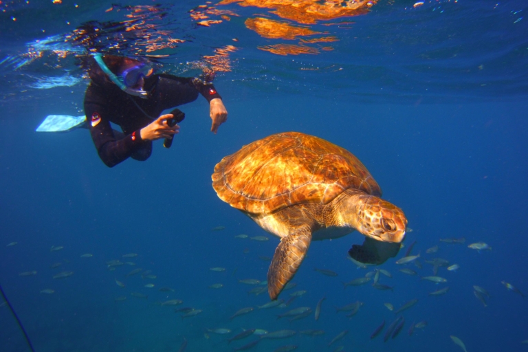 Tenerife: snorkelen met schildpaddenTenerife: 2 uur snorkelen met schildpadden & roggen