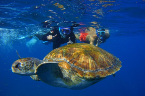 Teneryfa: Snorkel with TurtlesTeneryfa: 2-godzinna fajka z żółwiami i promieniami