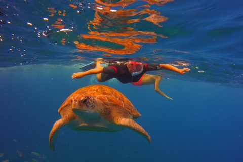 Teneriffa: Schnorcheln mit SchildkrötenTeneriffa: 2-stündige Schildkröten & Rochen Schnorcheltour
