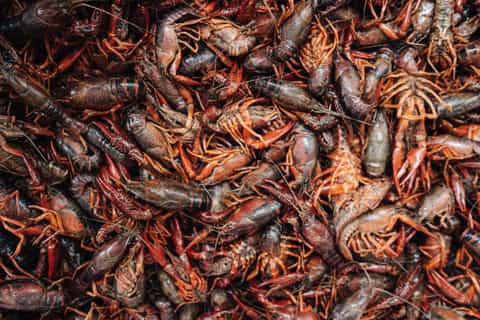 Recorrido gastronómico en el barrio francés de Nueva Orleans