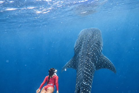 Labuan Bajo: 4-Day Sumbawa Whale Shark & Moyo with Flights Sharing Whale Shark & Moyo Island Private Tour