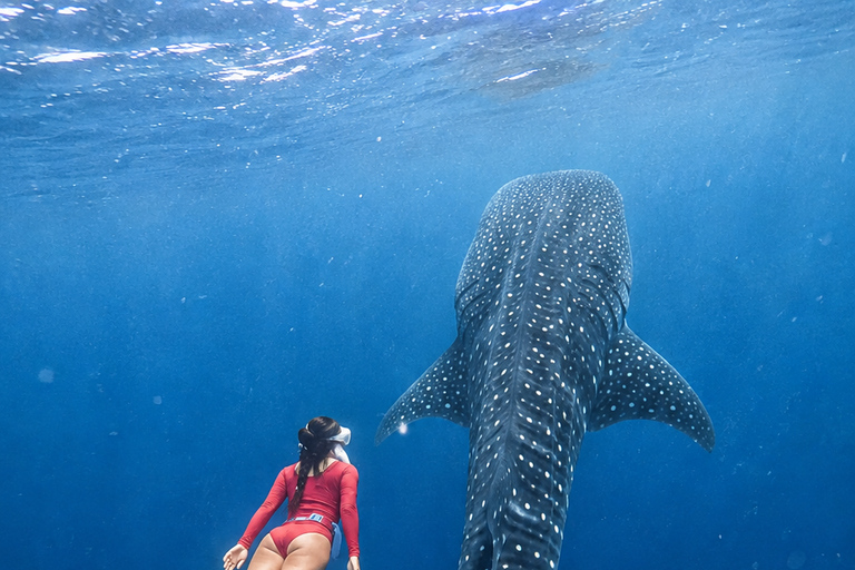 Labuan Bajo: 4-Day Sumbawa Whale Shark & Moyo with Flights Sharing Whale Shark & Moyo Island Private Tour