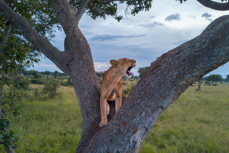 3-Day Ugandan tour with Murchison Falls, Rhinos & Chimpanzee