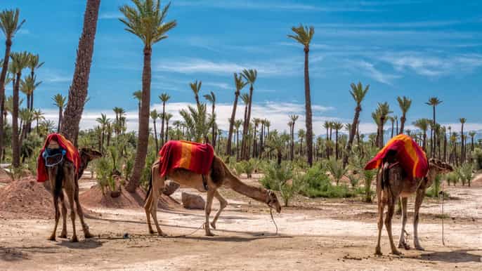 marrakech halfday desert quad dromedary tour