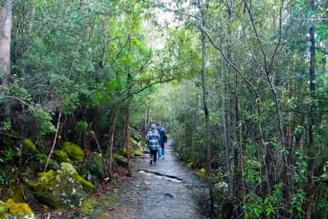 Hobart: kunanyi/Mt Wellington Explorer Bus Pass