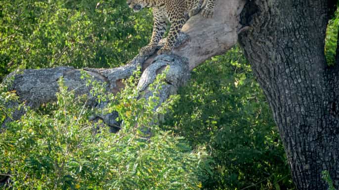 from ella fullday yala national park safari tour
