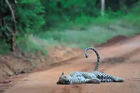 From Ella: Yala National Park Jeep Safari Tour