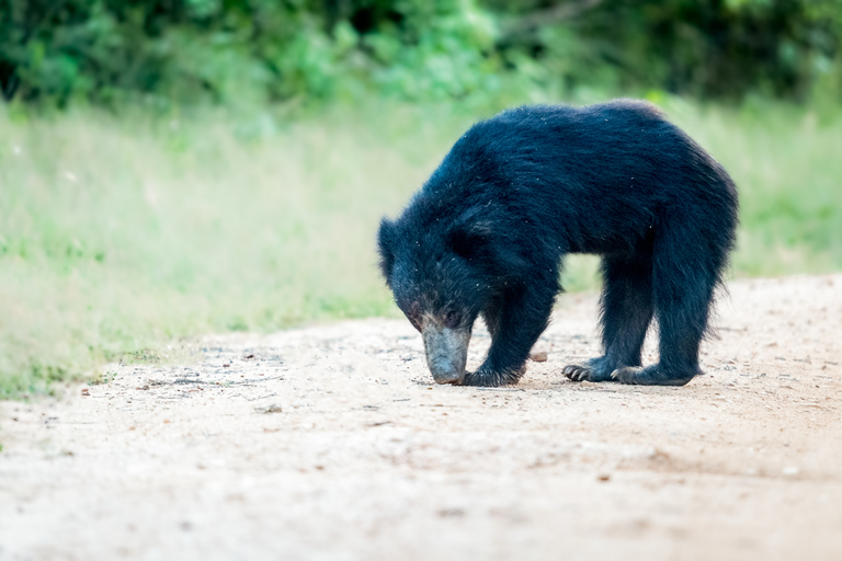 From Ella: Yala National Park Jeep Safari Tour