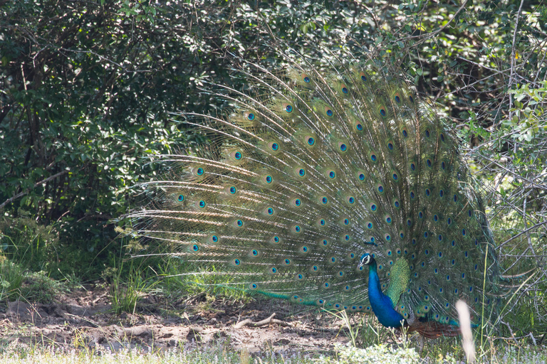 From Ella: Yala National Park Jeep Safari Tour