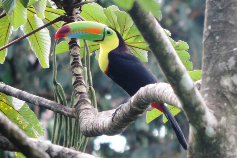 San José: Arenal Volcano, Waterfalls, Coffee and Hot Springs From San Jose: Arenal Volcano Full-Day Tour