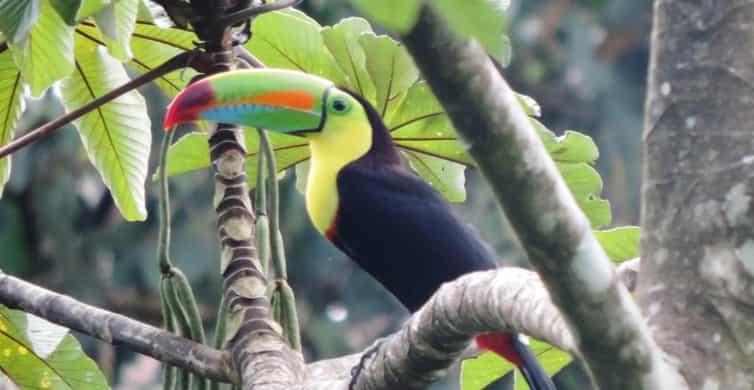 Drip Coffee Maker with a Toucan from Costa Rica, 'Toucan Make Coffee