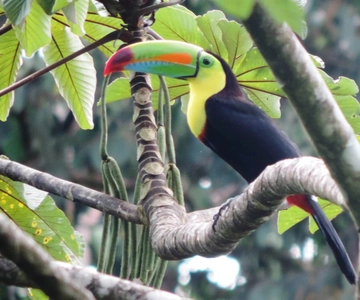 San José: Arenal Volcano, Waterfalls, Coffee and Hot Springs