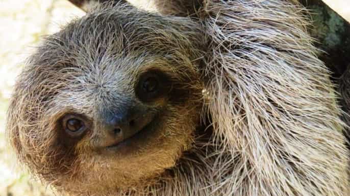sloth encounter cultural towns half day trip from san jose