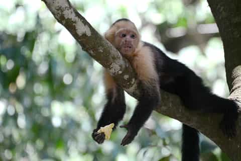 From San José: Monteverde Hanging Bridges Day Trip