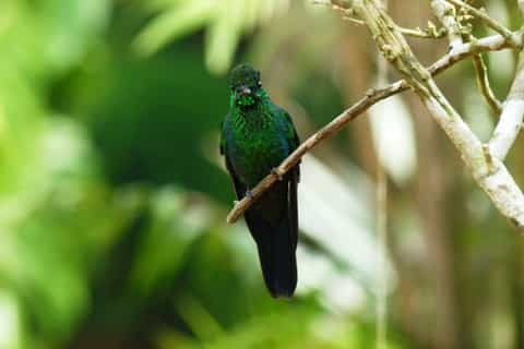 From San José: Monteverde Hanging Bridges Day Trip