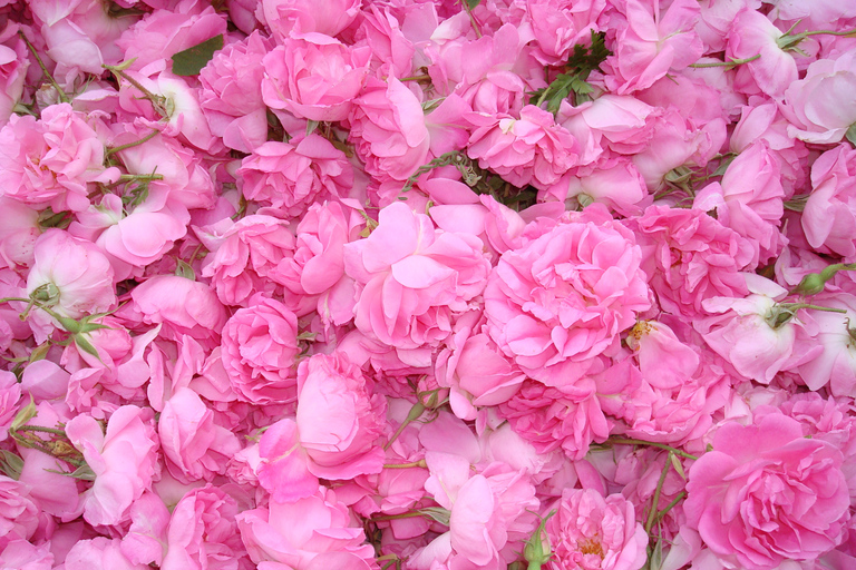 Da Sofia: tour di 1 giorno alla Festa delle Rose