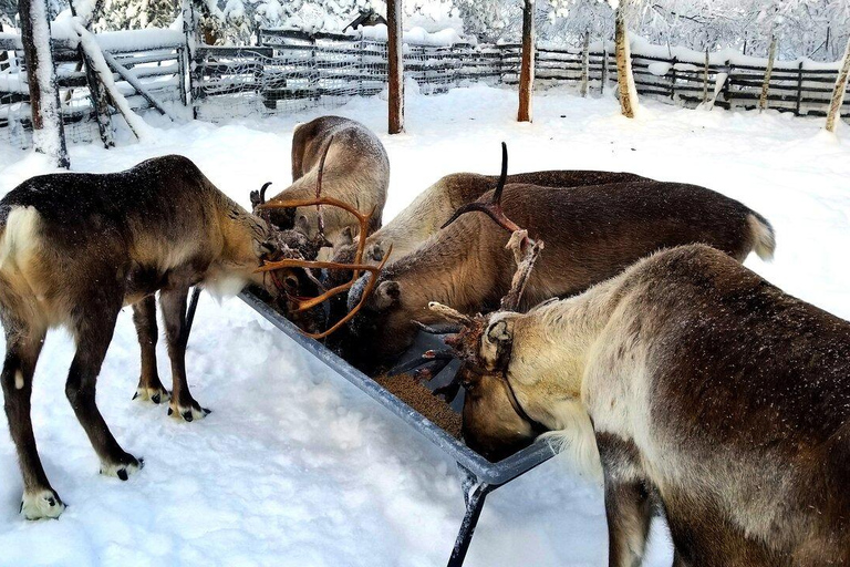 From Abisko: Icehotel Tour & Sámi Reindeer Museum