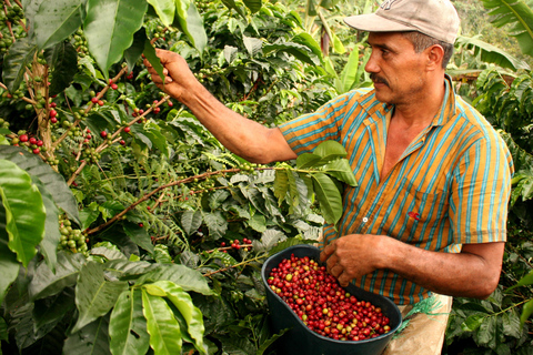 Cali: Coffee Tour - autentyczne doświadczenie z kawą