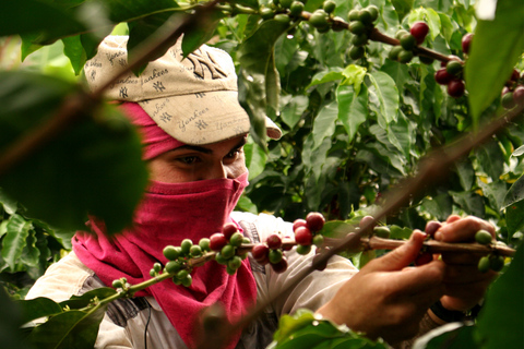 Cali: Coffee Tour - autentyczne doświadczenie z kawą