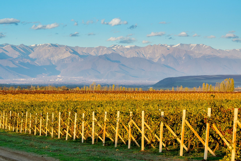 Baku: Qabala Winery Tour with Local Lunch